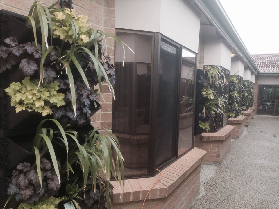 hanging plants